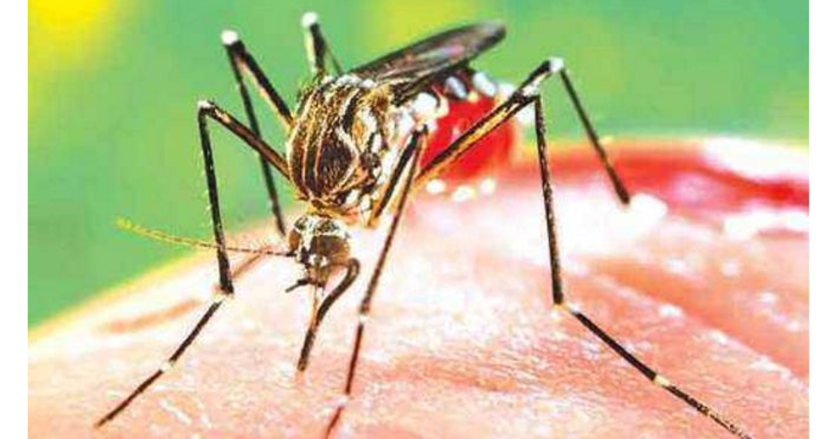 As mercury dips, dengue cases decline in UP's Sitapur